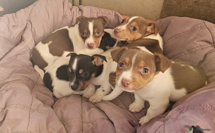 Jack Russell dogs - Advert 5