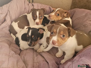 Jack Russell dogs - Advert 2