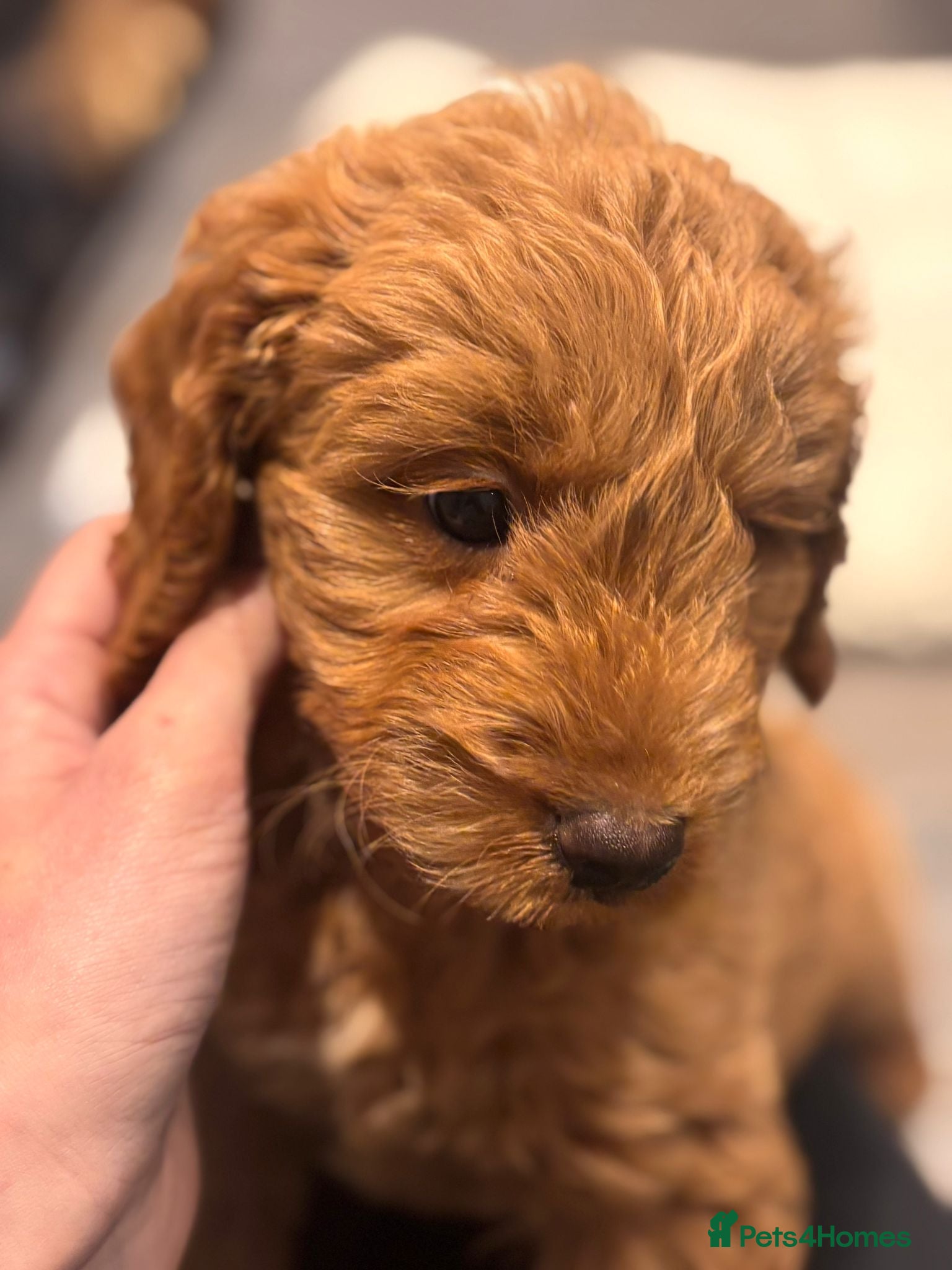 Cockapoo dogs F1 Miniature Cockapoo Males  - Advert 1