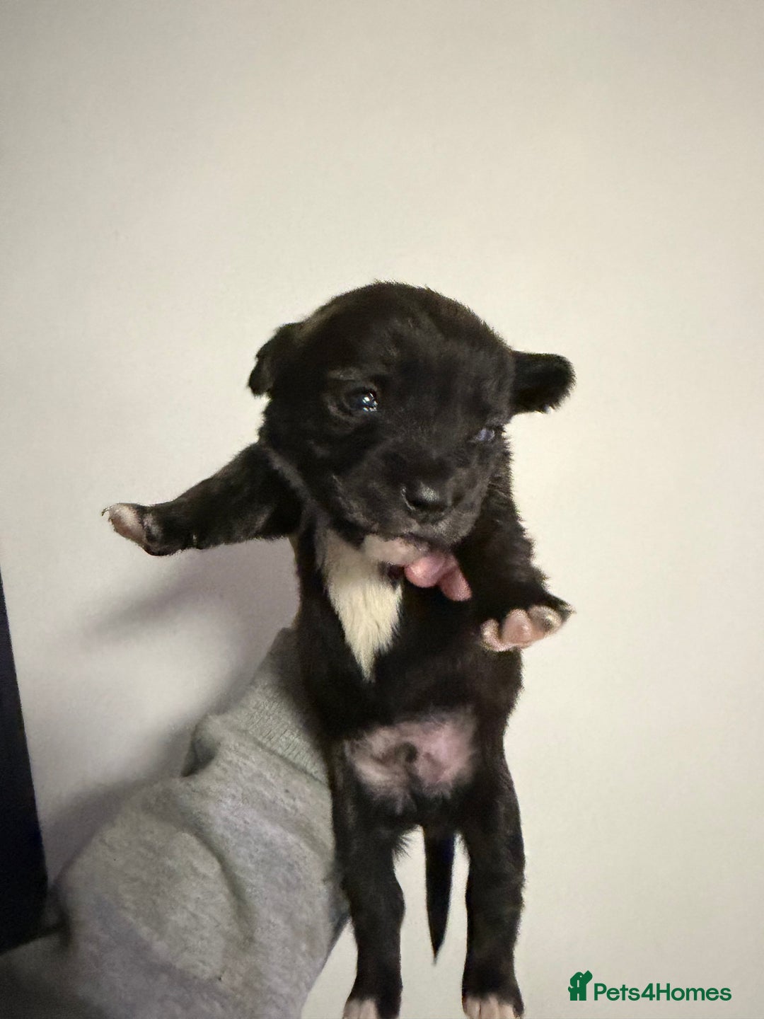 Mixed Breed dogs for sale: West highland terrier cross danishSwedish farm dog - Advert 8