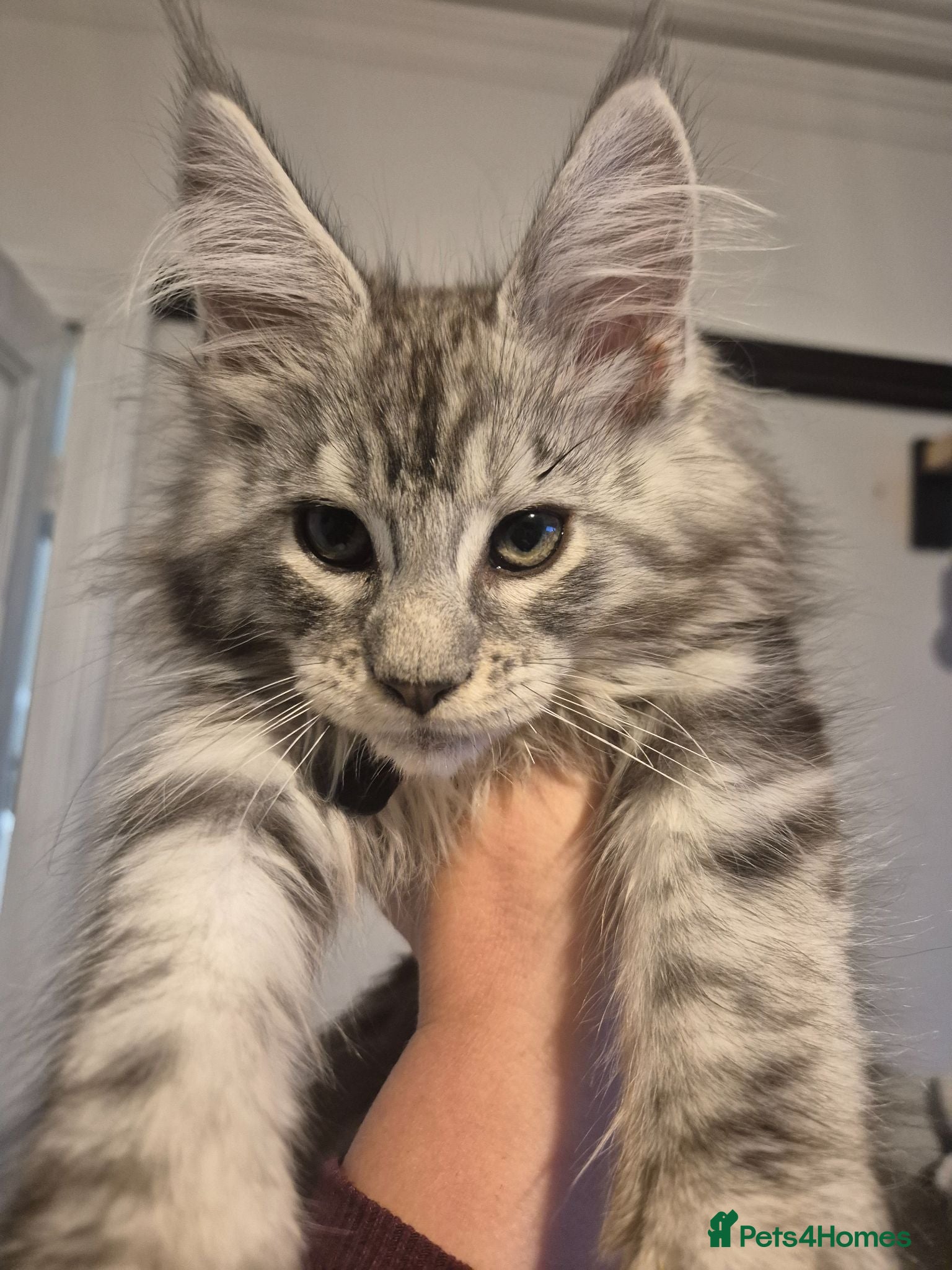 Maine Coon cats Tica reg Chunky Maine Coon Kittens - Advert 1