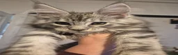 Maine Coon cats for sale: Maine Coon Kittens READY NOW - Advert 1