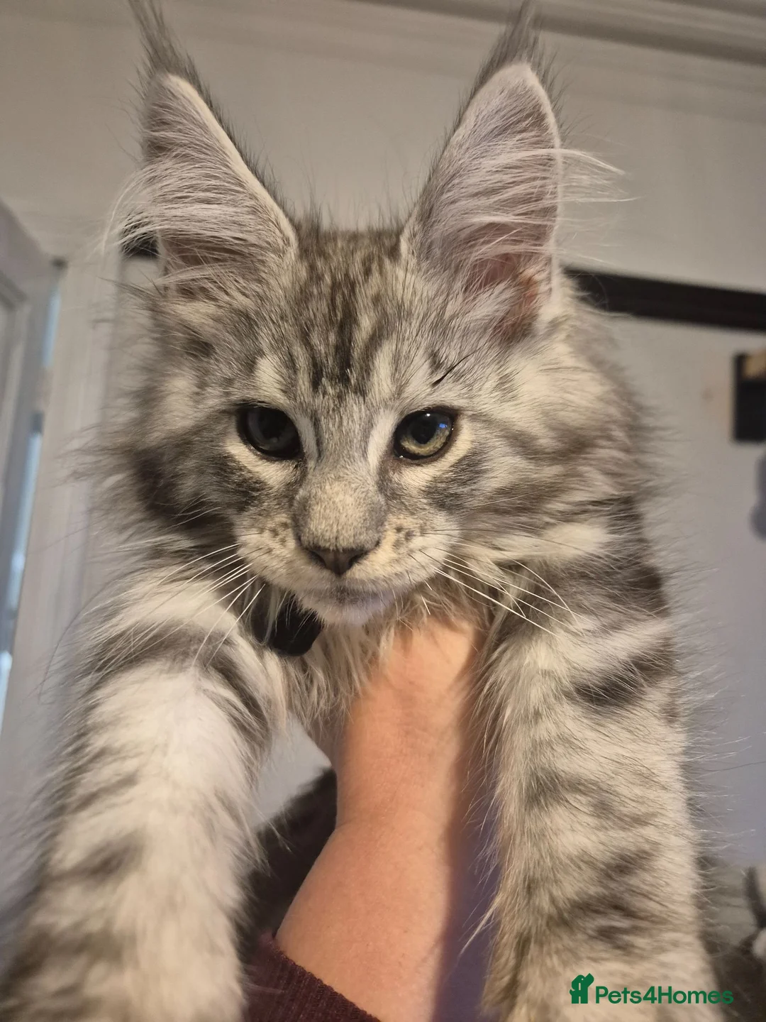Maine Coon cats for sale: Maine Coon Kittens READY NOW - Advert 1