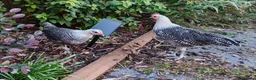 Chickens poultry for sale: Chickens For Sale Peterborough  - Advert 1