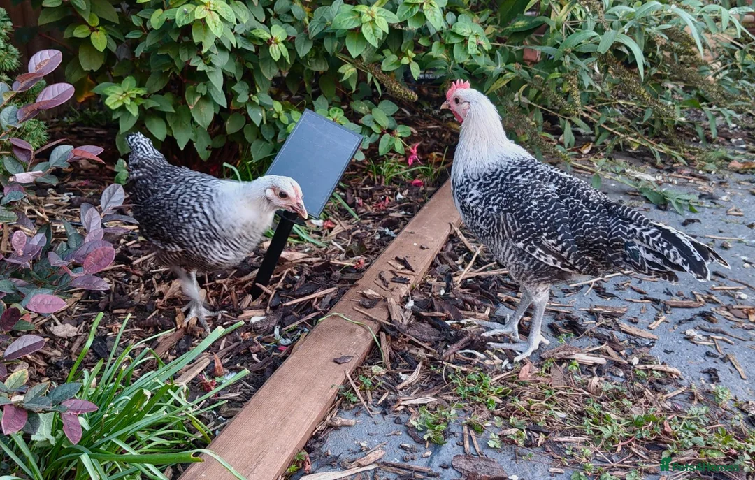 Chickens poultry for sale: Chickens For Sale Peterborough  - Advert 1