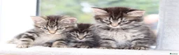 Mixed Breed cats for sale: 3 Lovely Kittens Ready to be Collected - Advert 14