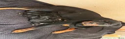 Rottweiler dogs for sale: Rottweiler puppies! - Advert 9