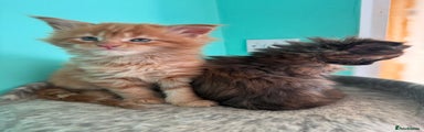 Maine Coon Kitten 1