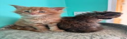 Maine Coon cats for sale: Pure Bred Maine Coon Kittens – Ready to Reserve - Advert 8