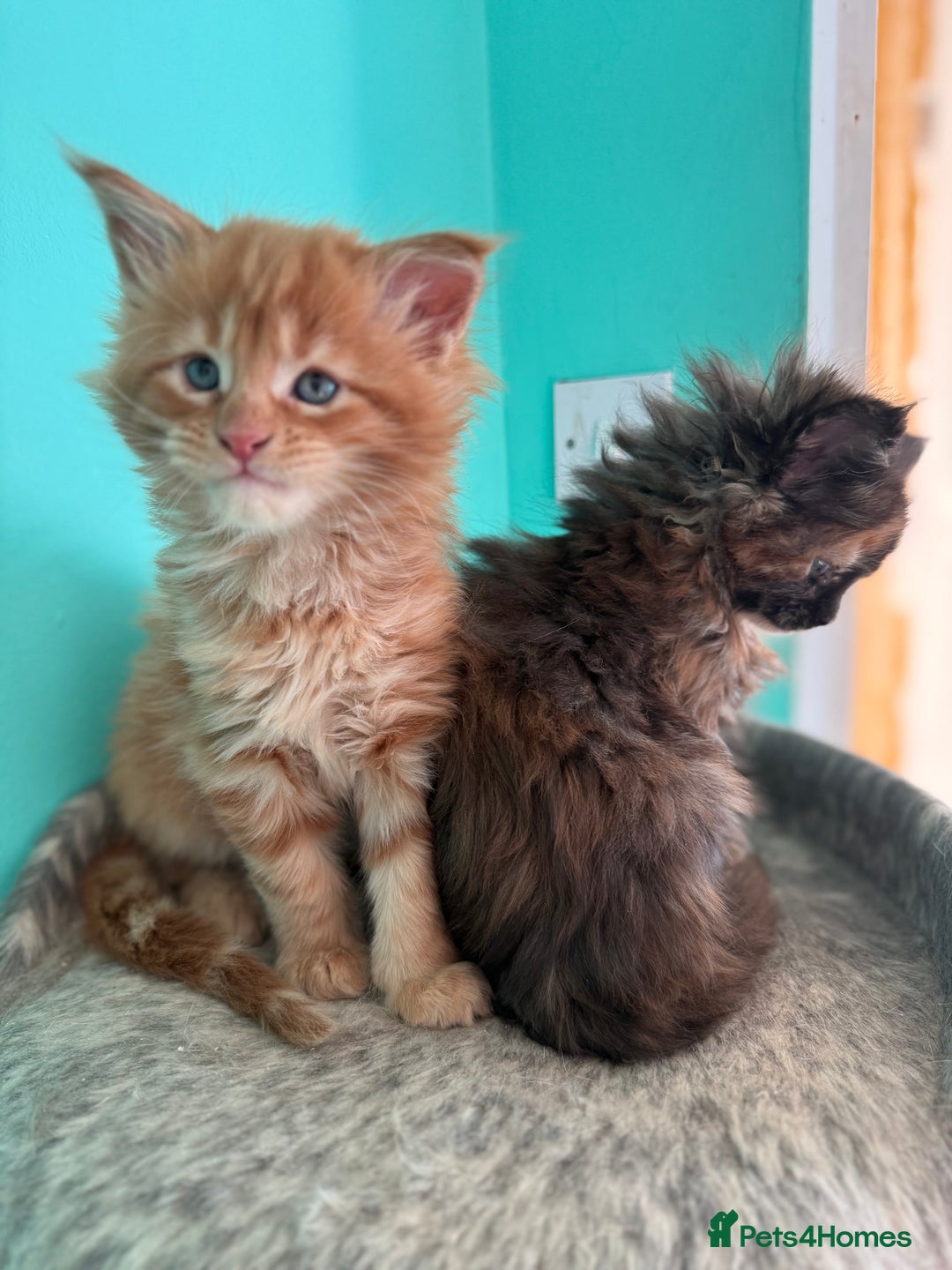 Maine Coon cats for sale: Pure Bred Maine Coon Kittens – Ready to Reserve - Advert 8