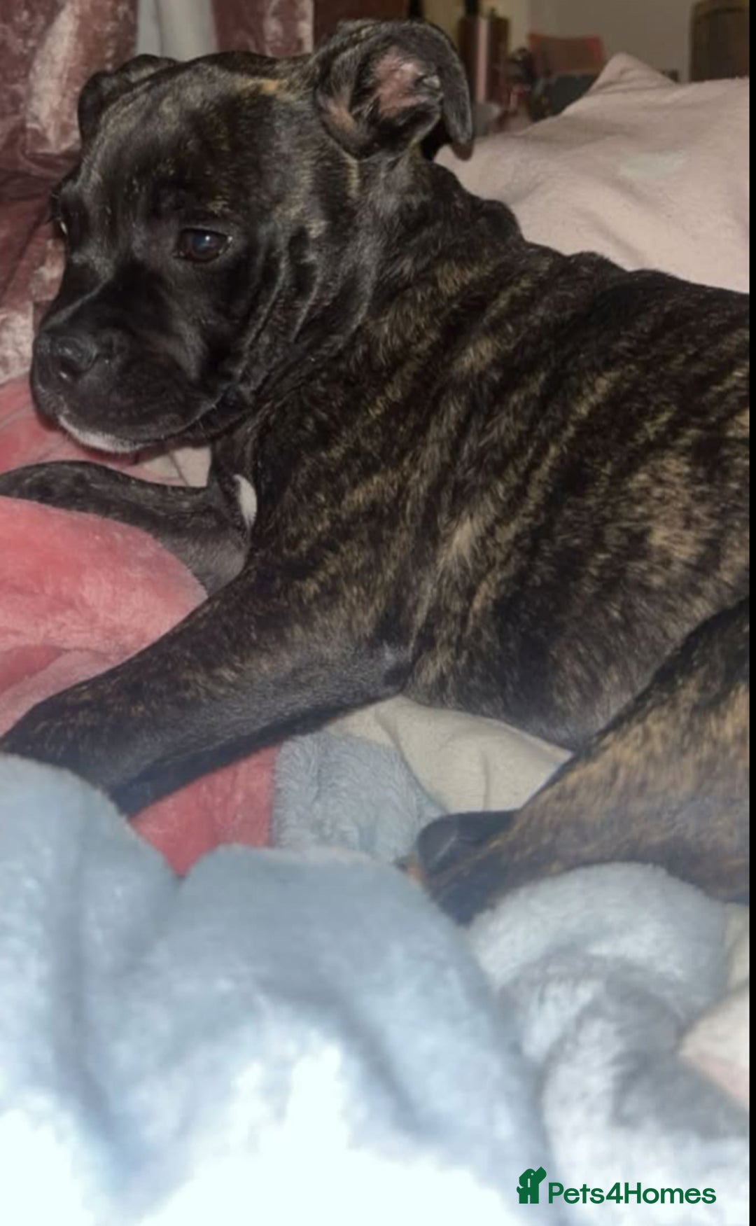 Mixed Breed dogs for sale: Bridle staffy cross - Advert 2