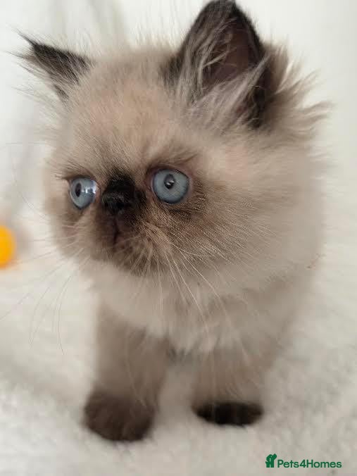 Persian cats Persian Himalayan Kittens - Advert 1