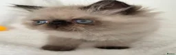 Persian cats for sale: Persian Himalayan Kittens - Advert 22