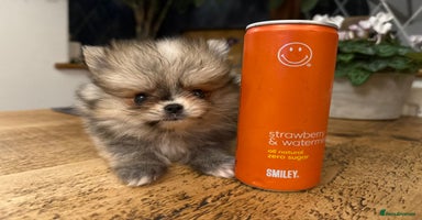 Pomchi dogs - Advert 14