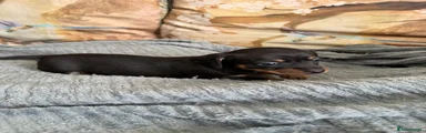 Chiweenie Black and Tan female