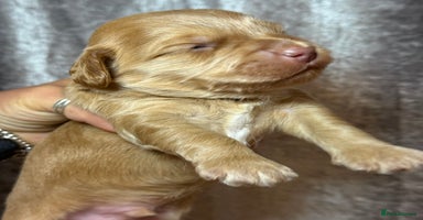 Cockapoo dogs - Advert 8