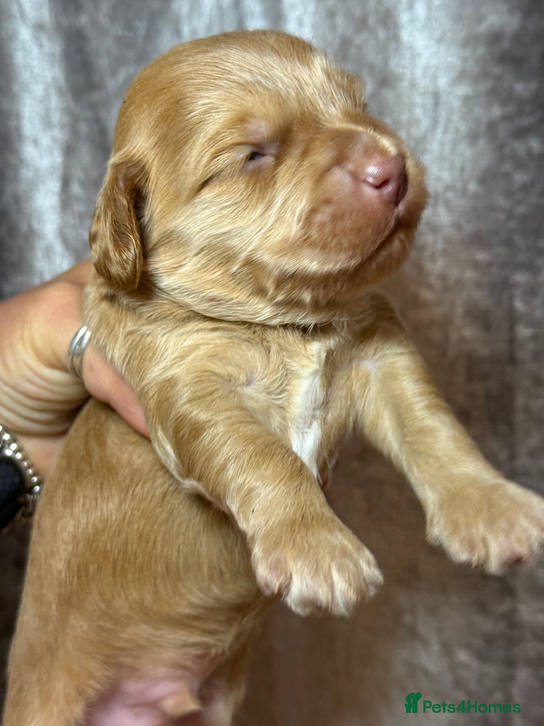 Cockapoo dogs for sale: F1 Cockapoo , Array of colours  - Image 2