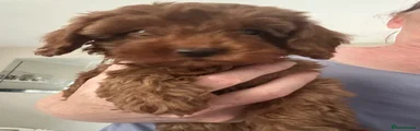 Cavapoo 5