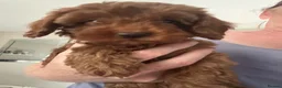 Cavapoo dogs for sale: Beautiful f1b red Cavapoo puppies    - Advert 35