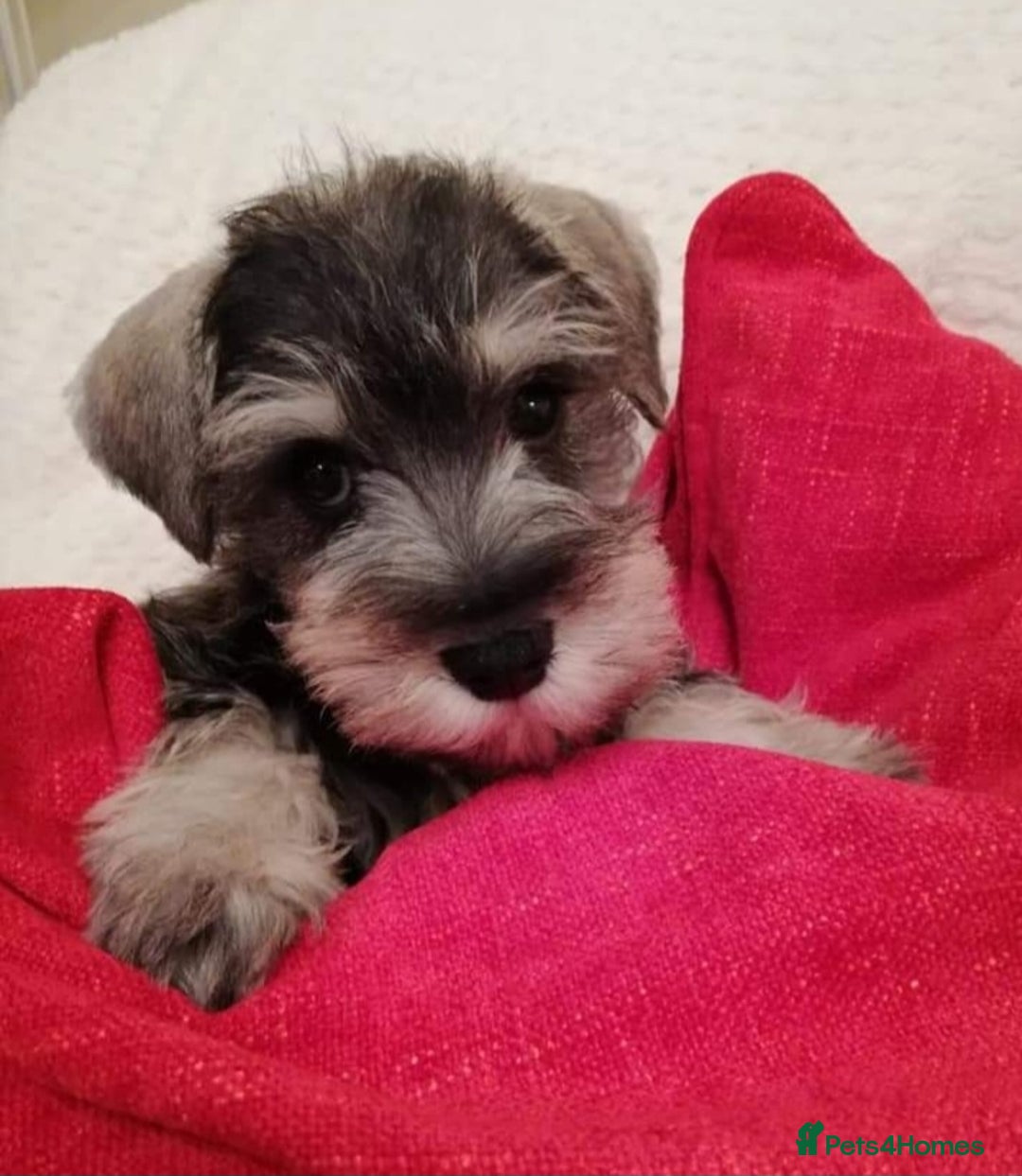 Miniature Schnauzer dogs for sale: Outstanding Miniature Schnauzer Puppies - Image 2