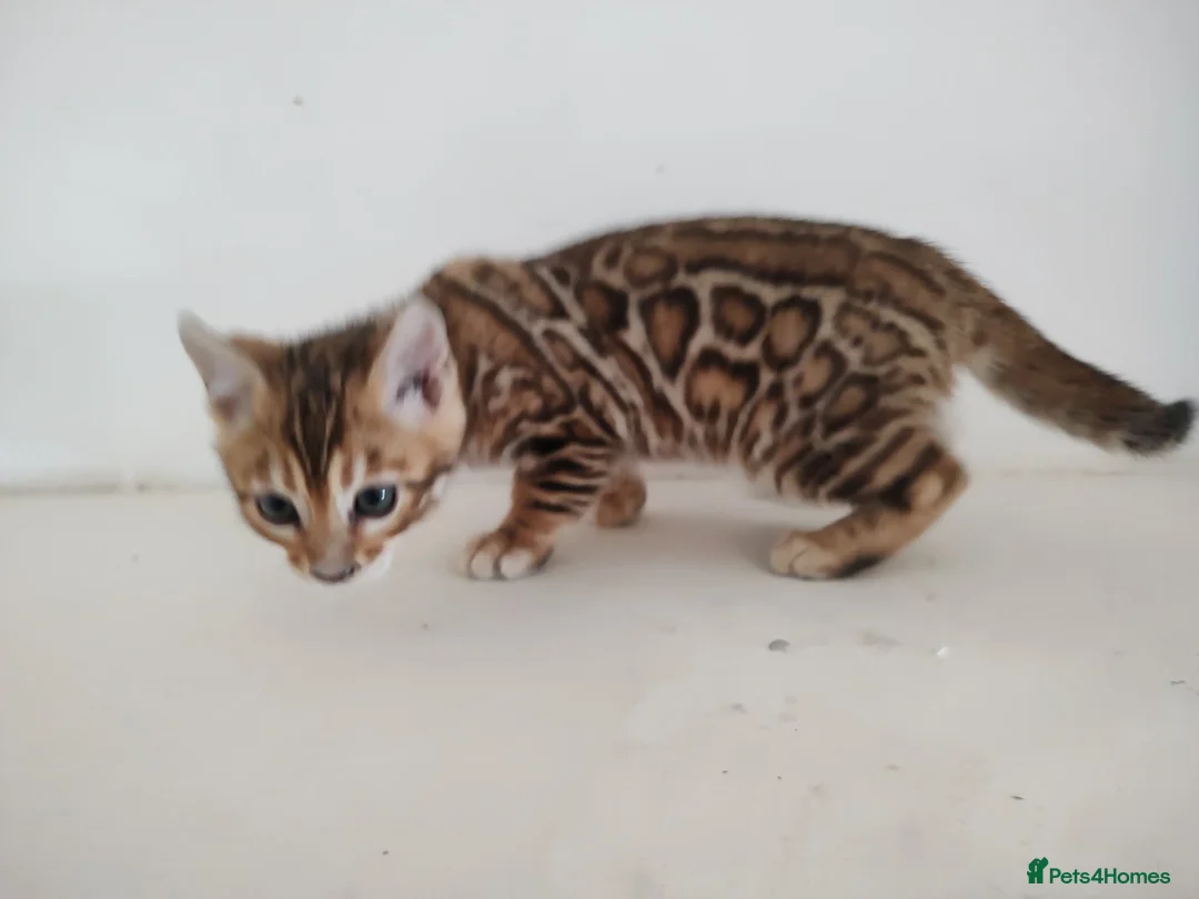 Bengal cats for sale: Beautiful bengal kittens - Advert 1