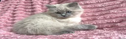 Mixed Breed cats for sale: Beautiful ragdoll x Persian kittens - Advert 6