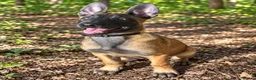 Belgian Shepherd Dog dogs for sale: Dutch Shepherd – Exceptional Pedigree in Norwich - Advert 4