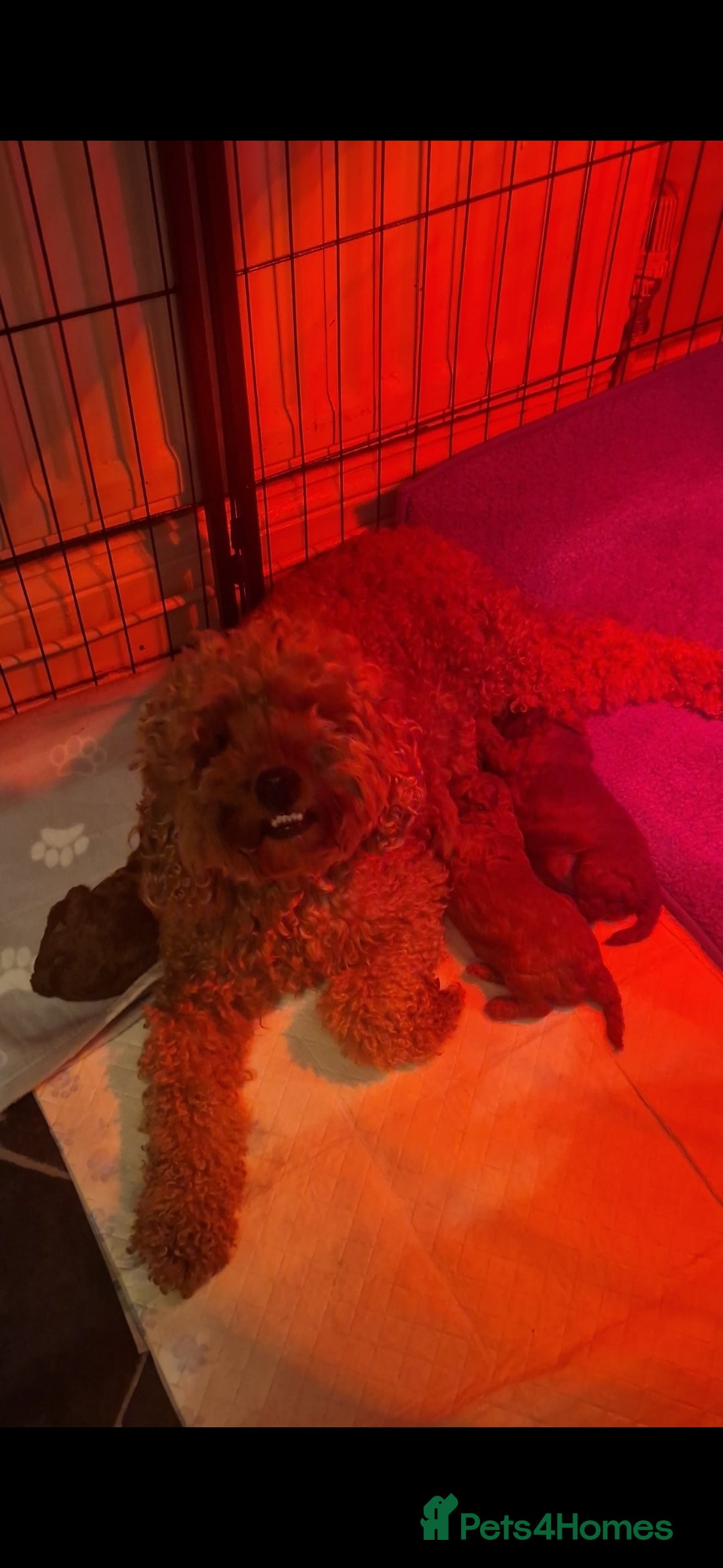 Cockapoo dogs for sale: Adorable red f1b toy cockapoos  - Advert 2