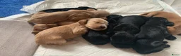 Cocker Spaniel dogs for sale: Beautiful pedigree English show cocker puppies 🐾 in Knutsford - Advert 7
