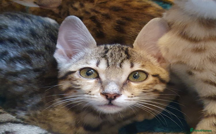Savannah cats - Advert 4