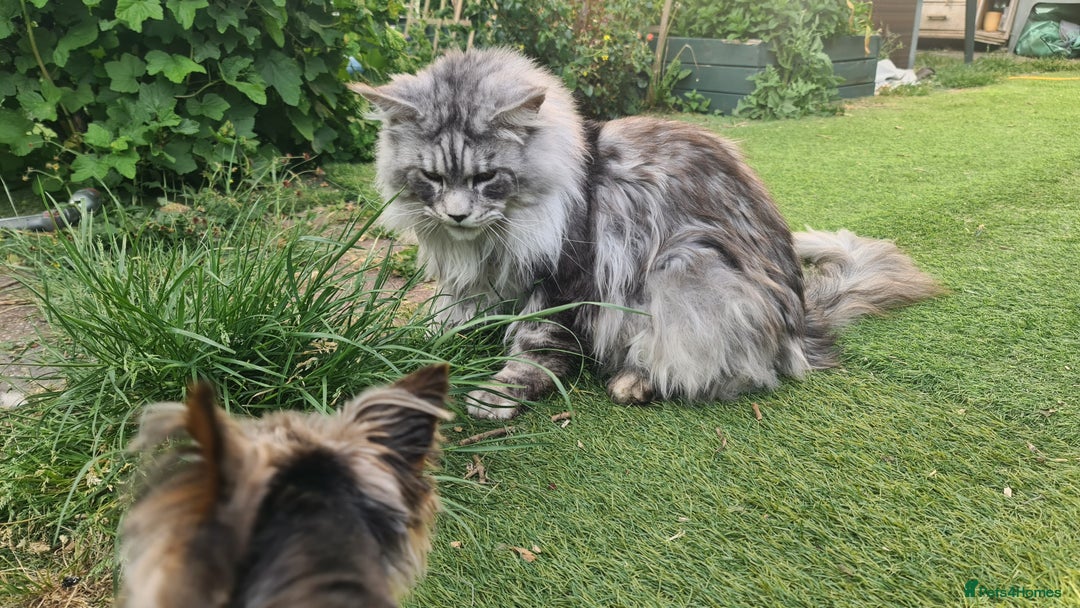 Maine Coon cats for sale: Maine Coon kittens registered with GCCF - Image 7