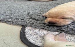 Labrador Retriever dogs for sale: KC health tested Labrador Pups  - Image 15