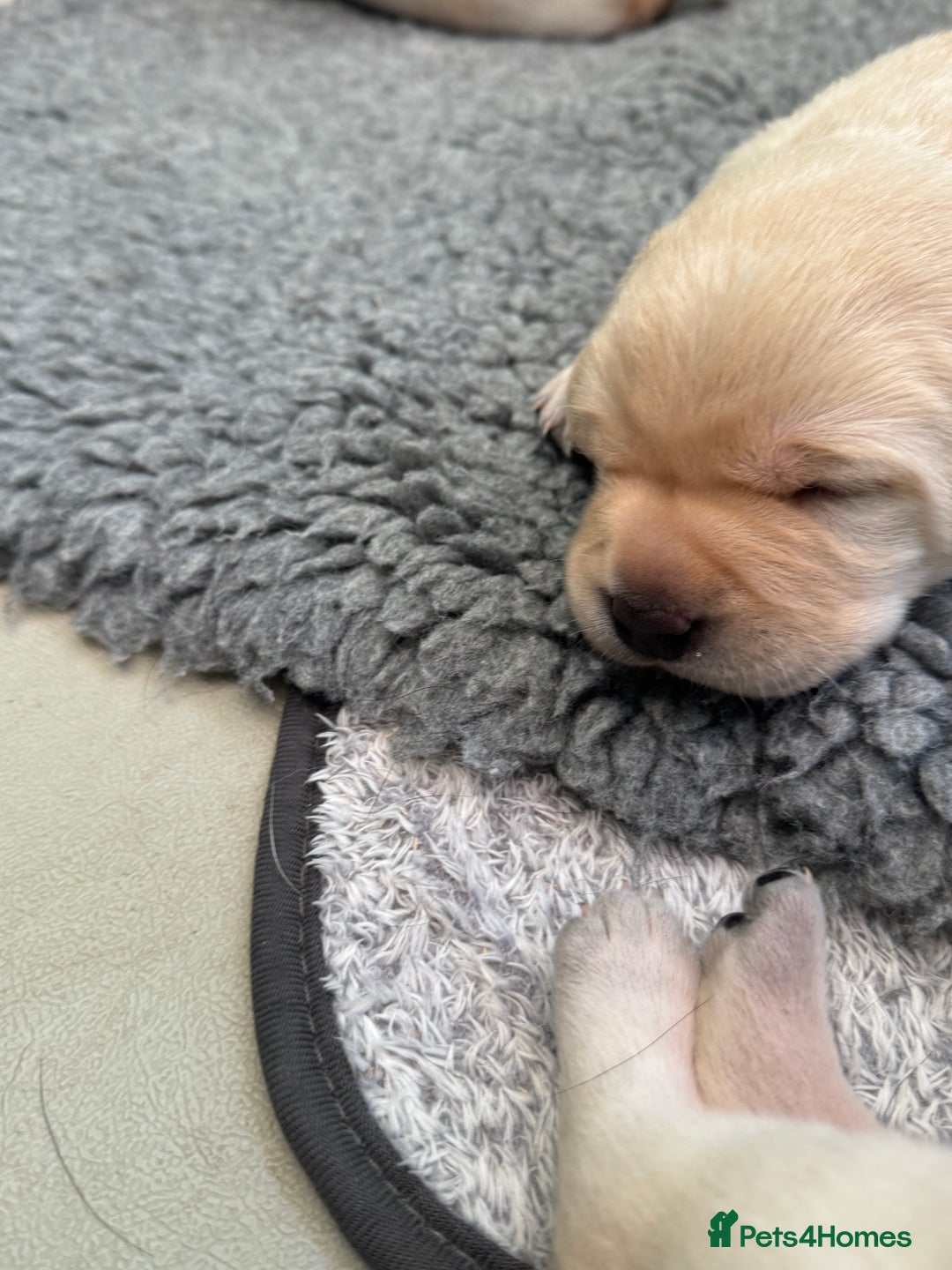 Labrador Retriever dogs for sale: KC health tested Labrador Pups  - Image 15