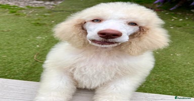 Standard Poodle dogs - Advert 2