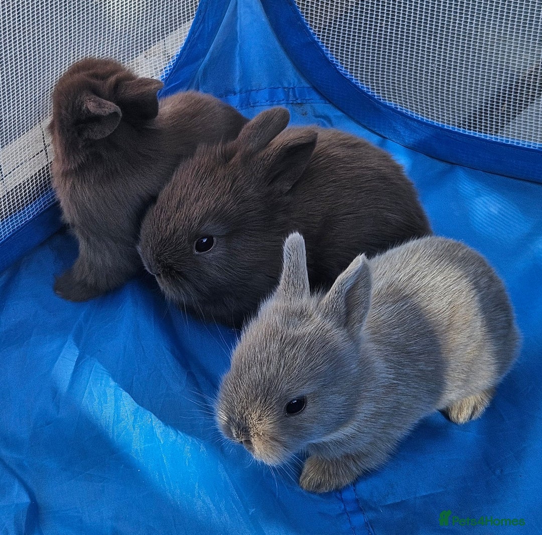 Mini Lion Lop rabbits for sale: Fluffy lion-lop bunnies BOYS READY NOW - Image 4