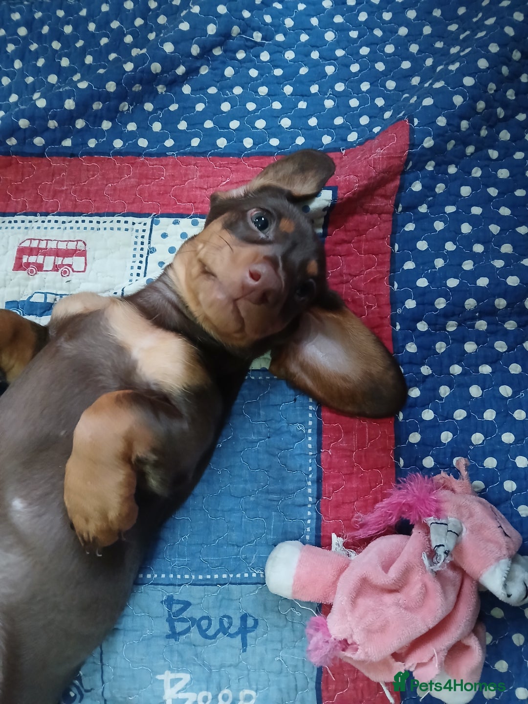 Miniature Dachshund dogs for sale: Female Minature Dachshund - Advert 4