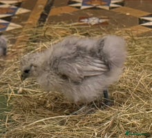 Chickens poultry - Advert 4