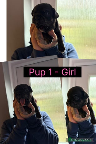 Mixed Breed dogs - Advert 1