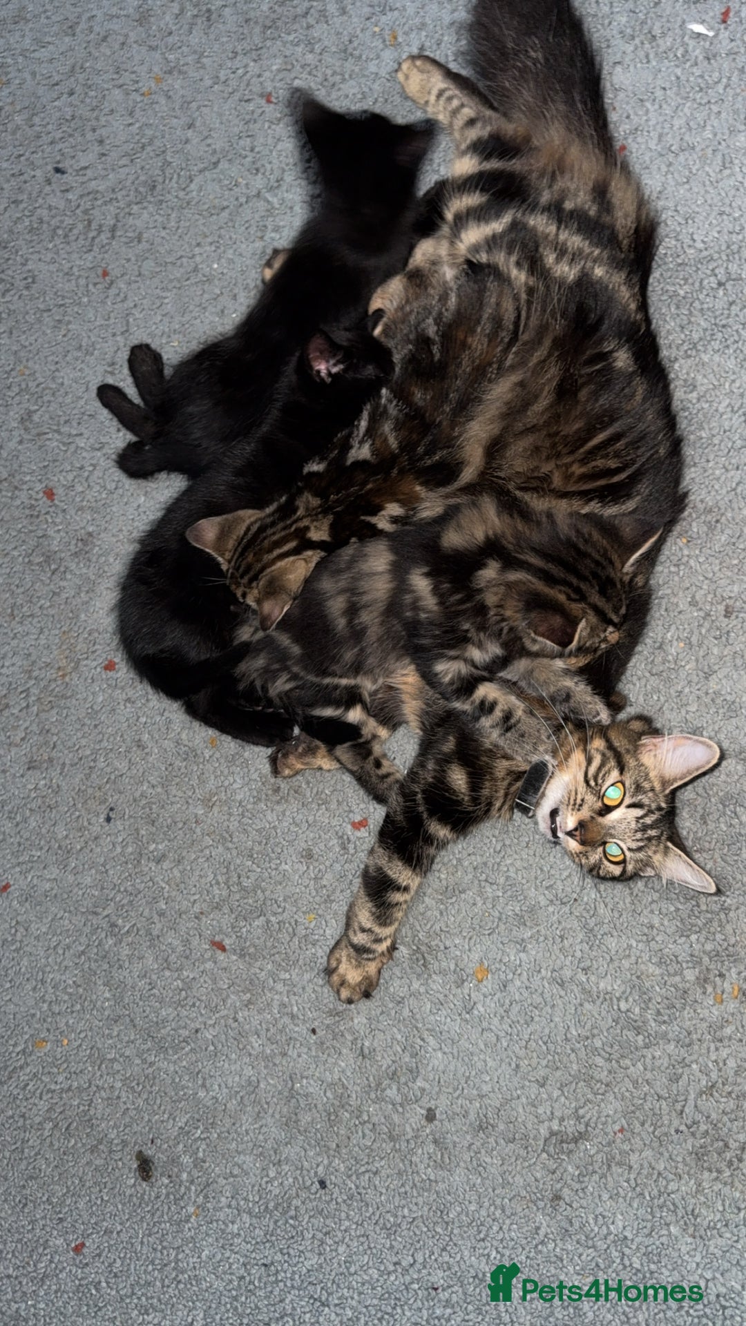 Mixed Breed cats for sale: Kittens for sale  - Advert 1