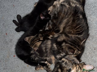 Mixed Breed cats Kittens for sale - Advert 1