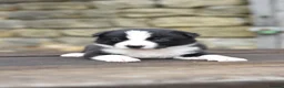 Border Collie dogs for sale: ISDS registered pups from amazing lines - Advert 1