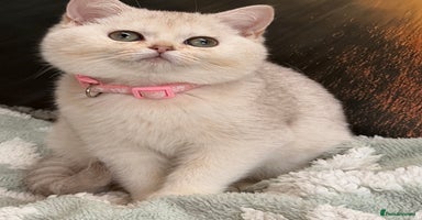 British Shorthair cats - Advert 8