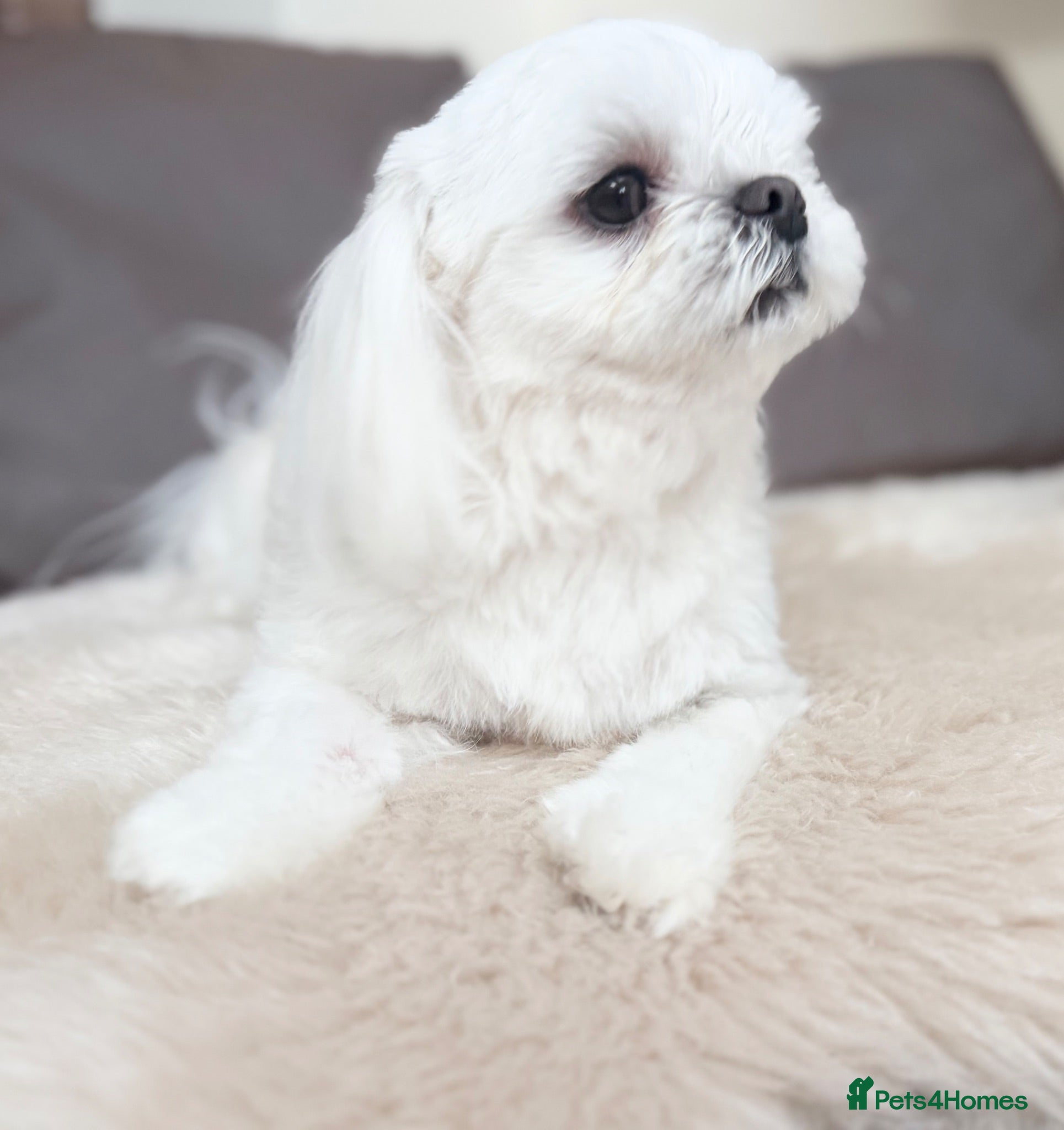 Maltese dogs Full Korean Male and Female Maltese 🩵🩷 - Advert 2