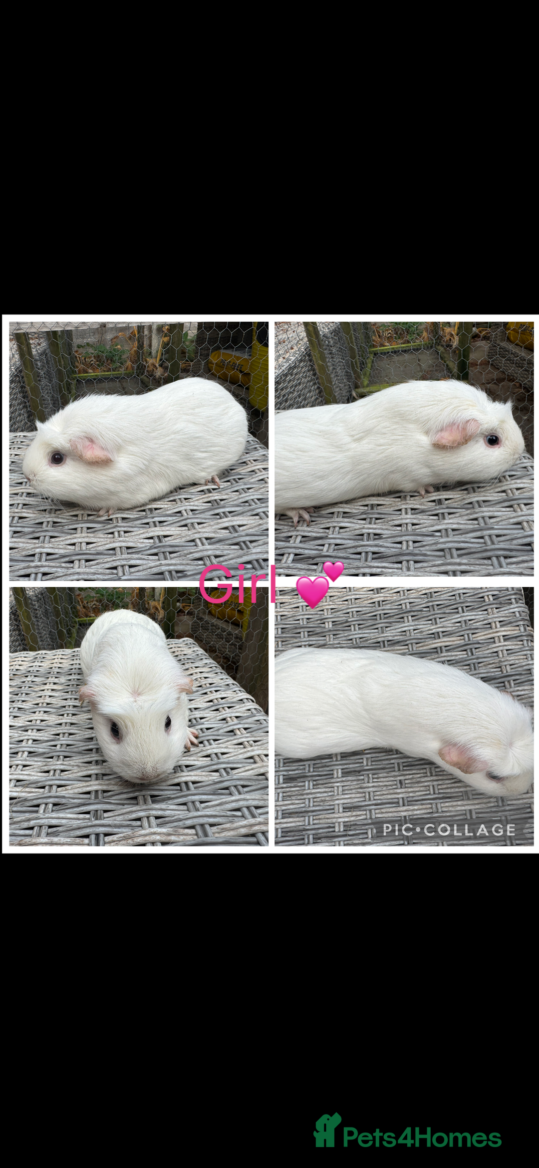 Guinea Pig rodents for sale: Female & Male Guinea pigs 👀 for new laps 🥰 - Advert 16