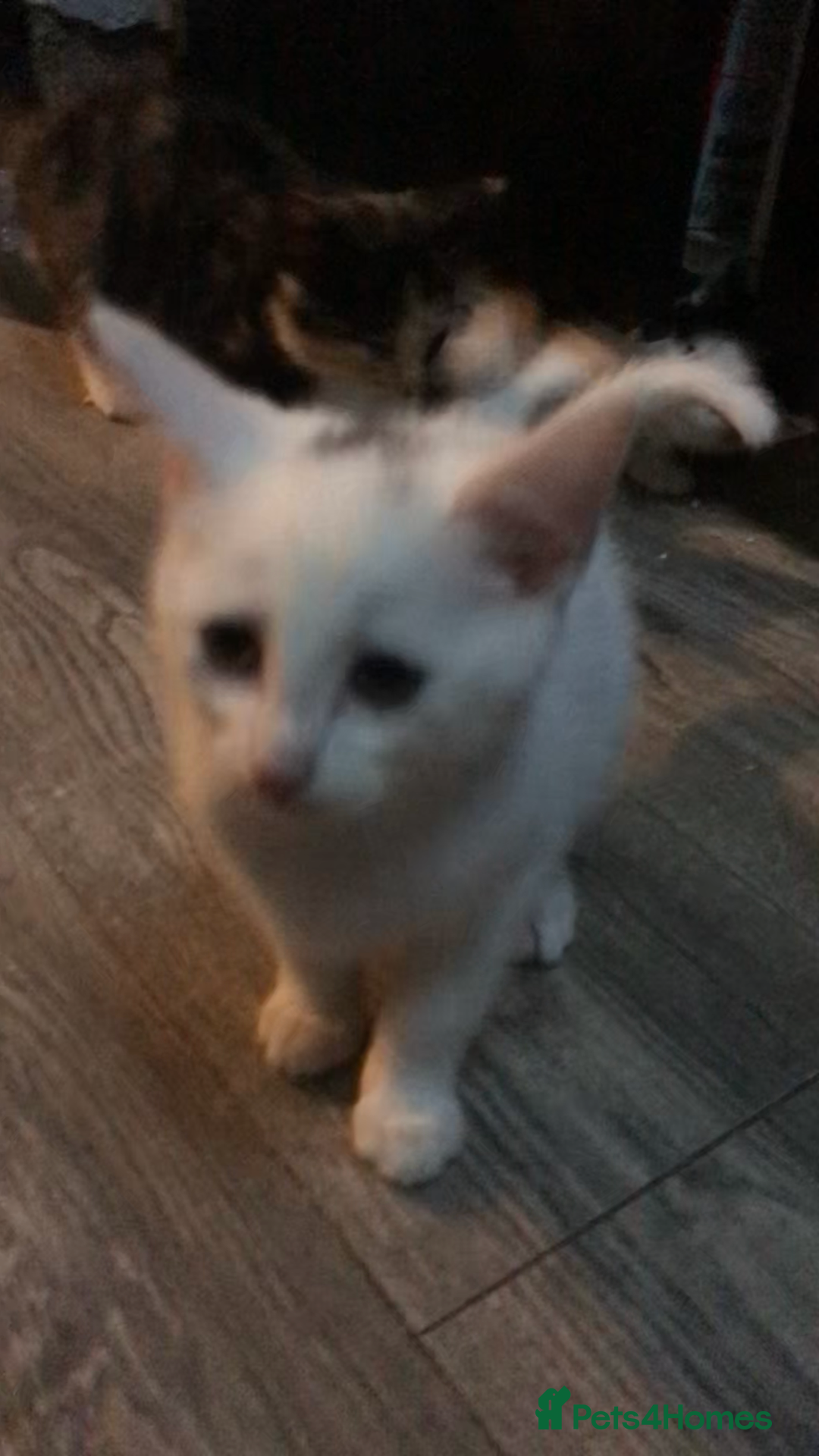 Domestic Shorthair cats for sale: 5 kittens ready to leave  - Image 8