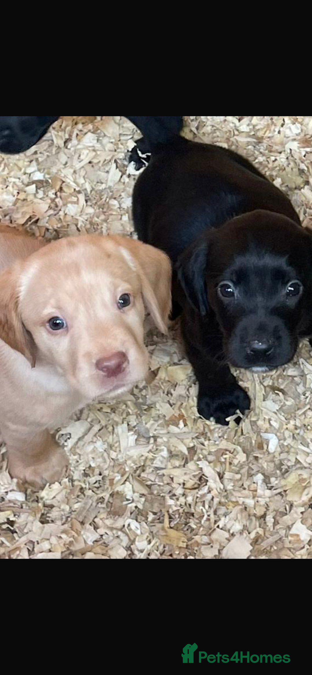 Cockerdor dogs for sale: Adorable Cockerdors  - Image 3