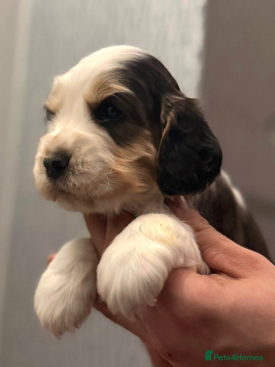 Cocker Spaniel dogs for sale: True to type Show Cocker Spaniels - KC reg parents - Advert 16