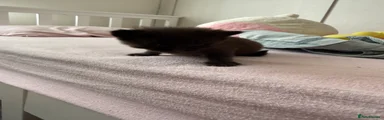 Ragdoll 3