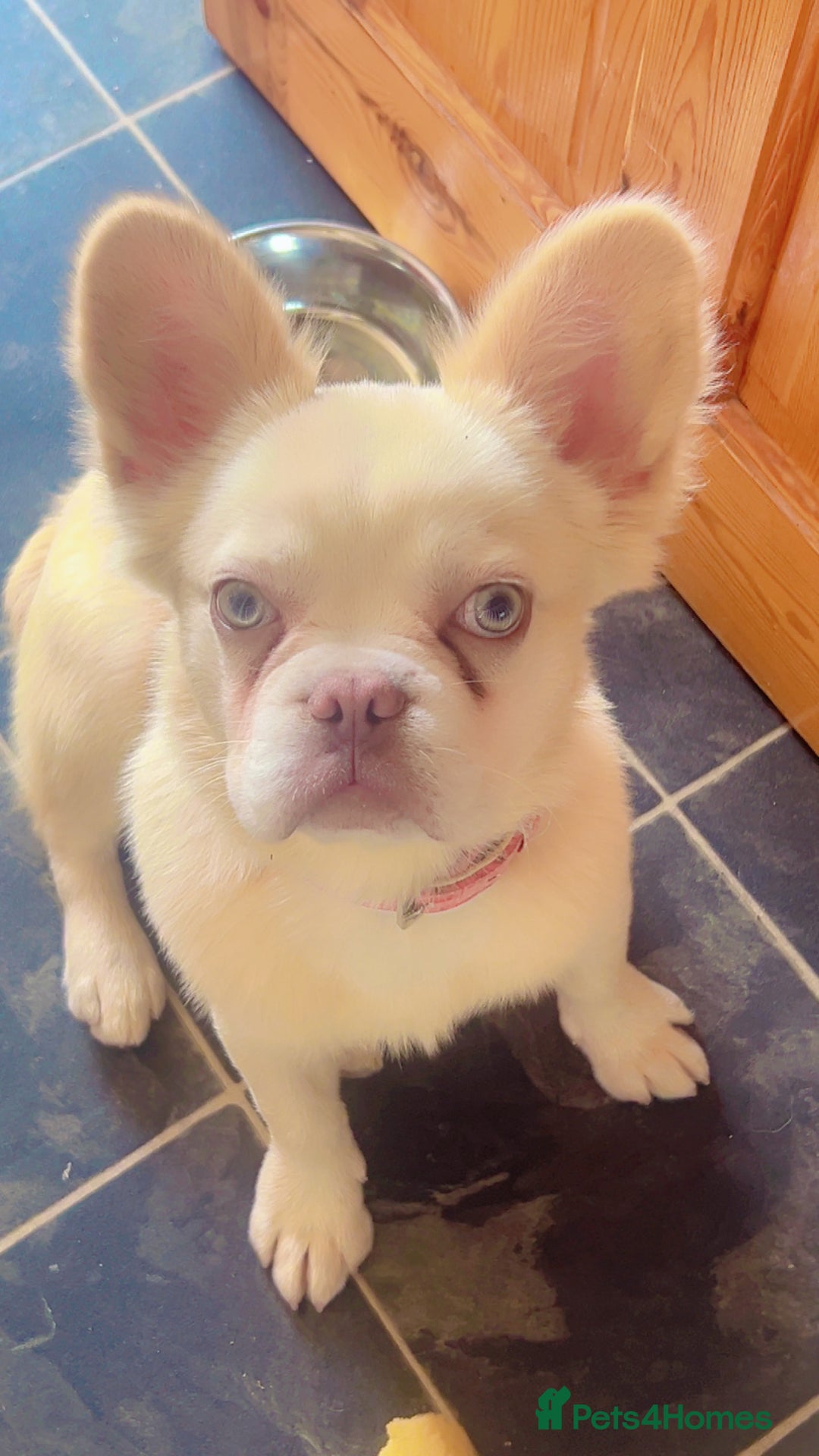 French Bulldog dogs for sale: Fluffy french bulldog - Advert 1