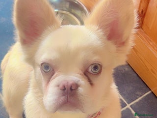 French Bulldog dogs Fluffy french bulldog - Advert 1